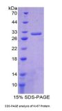 Mouse Proliferation Marker Protein Ki-67 (MKI67) Protein