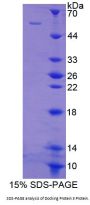 Human Docking Protein 3 (DOK3) Protein