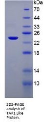 Mouse TAK1 Like Protein (TAK1L) Protein