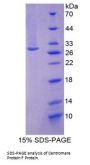 Human Centromere Protein F (CENPF) Protein