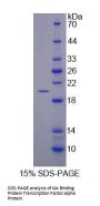 Human GA Binding Protein Transcription Factor Alpha (GABPa) Protein