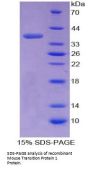 Mouse Transition Protein 1 (TNP1) Protein
