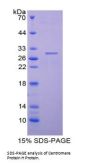 Mouse Centromere Protein H (CENPH) Protein