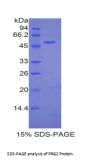 Mouse Bone Marrow Proteoglycan (PRG2) Protein