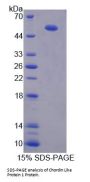 Human Chordin Like Protein 1 (CHRDL1) Protein