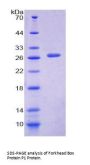 Human Forkhead Box Protein P1 (FOXP1) Protein