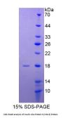 Human Insulin-Like 3 (INSL3) Protein