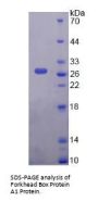 Human Forkhead Box Protein A1 (FOXA1) Protein