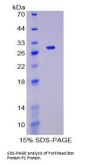 Mouse Forkhead Box Protein P1 (FOXP1) Protein