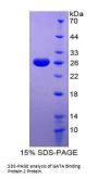 Mouse GATA Binding Protein 2 (GATA2) Protein