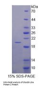 Mouse Chordin Like Protein 2 (CHRDL2) Protein