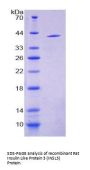 Rat Insulin-Like 3 (INSL3) Protein