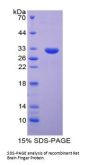 Rat Ring Finger Protein 112 (RNF112) Protein
