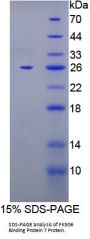 Human FK506 Binding Protein 7 (FKBP7) Protein
