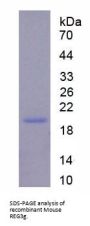 Mouse Islet Derived Protein 3 gamma (REG3g) Protein