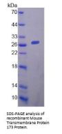 Mouse Stimulator of Interferon Genes Protein / TMEM173 (STING1) Protein