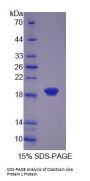 Human Coactosin Like Protein 1 (COTL1) Protein