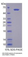 Mouse Uromodulin Like Protein 1 (UMODL1) Protein