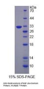 Mouse EGF Like Domain Protein, Multiple 7 (EGFL7) Protein