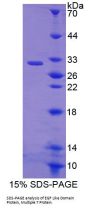 Human EGF Like Domain Protein, Multiple 7 (EGFL7) Protein