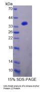 Human A Kinase Anchor Protein 12 (AKAP12) Protein