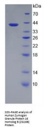 Human Zymogen Granule Protein 16 Homolog B (ZG16B) Protein