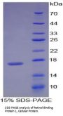Rat Retinol-Binding Protein 1 (RBP1) Protein