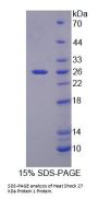 Cow Heat Shock Protein Beta-1 (HSPB1) Protein