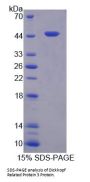 Rat Dickkopf Related Protein 3 (DKK3) Protein