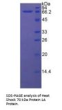 Human Heat Shock 70 kDa Protein 1A (HSPA1A) Protein