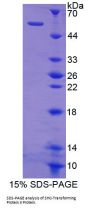 Human SHC-Transforming Protein 3 (SHC3) Protein
