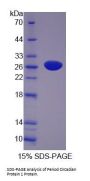 Human Period Circadian Protein 1 (PER1) Protein