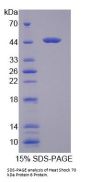 Human Heat Shock 70 kDa Protein 6 (HSPA6) Protein