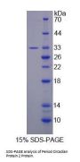 Rat Period Circadian Protein 2 (PER2) Protein