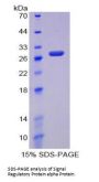 Human Signal Regulatory Protein Alpha (SIRPa) Protein
