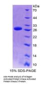 Human MAP Kinase-Activated Protein Kinase 3 (MAPKAPK3) Protein