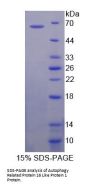 Human Autophagy Related Protein 16 Like Protein 1 (ATG16L1) Protein