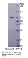 Human Autophagy Related Protein 16 Like Protein 1 (ATG16L1) Protein