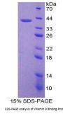 Human Vitamin D Binding Protein (DBP) Protein
