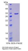 Mouse Signal Regulatory Protein Alpha (SIRPa) Protein