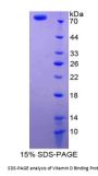 Mouse Vitamin D Binding Protein (DBP) Protein