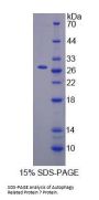 Mouse Autophagy Related Protein 7 (ATG7) Protein