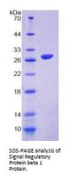 Mouse Signal Regulatory Protein Beta 1 (SIRPb1) Protein