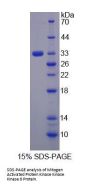 Rat Mitogen Activated Protein Kinase Kinase Kinase 6 (MAP3K6) Protein