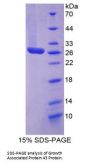 Rat Neuromodulin (GAP43) Protein