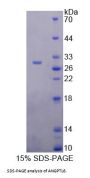 Rat Angiopoietin-Related Protein 6 (ANGPTL6) Protein