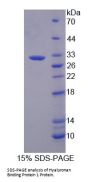 Cow Complement C1q Binding Protein (C1QBP) Protein
