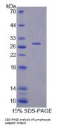 Mouse Lymphocyte Adaptor Protein (Lnk) Protein