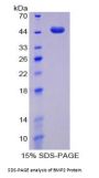 Cow Bone Morphogenetic Protein 2 (BMP2) Protein