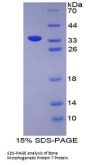 Cow Bone Morphogenetic Protein 7 (BMP7) Protein